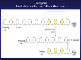 Glucogeno Unidades de Glucosa: Sillar estructural 