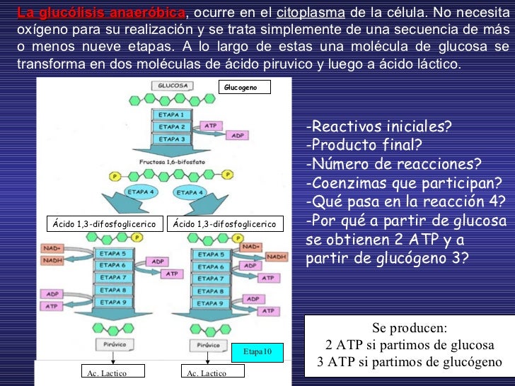 PRODUCCIÓN DE ATP