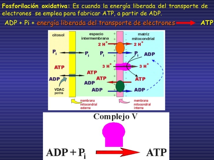 PRODUCCIÓN DE ATP