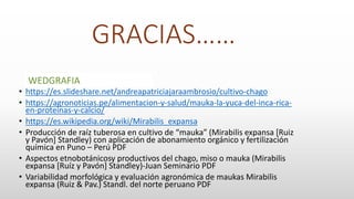 GRACIAS……
• https://es.slideshare.net/andreapatriciajaraambrosio/cultivo-chago
• https://agronoticias.pe/alimentacion-y-salud/mauka-la-yuca-del-inca-rica-
en-proteinas-y-calcio/
• https://es.wikipedia.org/wiki/Mirabilis_expansa
• Producción de raíz tuberosa en cultivo de “mauka” (Mirabilis expansa [Ruiz
y Pavón] Standley) con aplicación de abonamiento orgánico y fertilización
química en Puno – Perú PDF
• Aspectos etnobotánicosy productivos del chago, miso o mauka (Mirabilis
expansa [Ruíz y Pavón] Standley)-Juan Seminario PDF
• Variabilidad morfológica y evaluación agronómica de maukas Mirabilis
expansa (Ruiz & Pav.) Standl. del norte peruano PDF
WEDGRAFIA
 