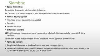 Siembra:
• Época de siembra:
Es variable de acuerdo a la humedad de la zona.
En Cajamarca, se siembra desde el mes de septiembre hasta el mes de enero.
• Formas de propagación
 Hijuelos o brotes basales (la mas usada)
 Esquejes
 Semilla botánica
• Sistema de siembra
El cultivo puede mantenerse como monocultivo y bajo el sistema asociado, con maíz, frijol o
calabaza.
También puede ir asociado con yacon, arracacha, rocoto y plantas ornamentales.
• Forma de siembra
 Se coloca el abono en le fondo del surco, y se tapa con poca tierra.
 Se colocan los hijuelos en posición vertical, apoyados hacia la costilla del surco a una distancia de
0,50 – 0,60 m entre planta y 0,80-1,00 m entre surco.
 