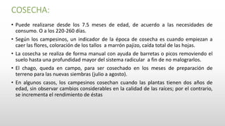COSECHA:
• Puede realizarse desde los 7.5 meses de edad, de acuerdo a las necesidades de
consumo. O a los 220-260 días.
• Según los campesinos, un indicador de la época de cosecha es cuando empiezan a
caer las flores, coloración de los tallos a marrón pajizo, caída total de las hojas.
• La cosecha se realiza de forma manual con ayuda de barretas o picos removiendo el
suelo hasta una profundidad mayor del sistema radicular a fin de no malograrlos.
• El chago, queda en campo, para ser cosechado en los meses de preparación de
terreno para las nuevas siembras (julio a agosto).
• En algunos casos, los campesinos cosechan cuando las plantas tienen dos años de
edad, sin observar cambios considerables en la calidad de las raíces; por el contrario,
se incrementa el rendimiento de éstas
 
