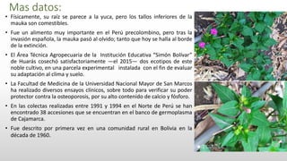 Mas datos:
• Físicamente, su raíz se parece a la yuca, pero los tallos inferiores de la
mauka son comestibles.
• Fue un alimento muy importante en el Perú precolombino, pero tras la
invasión española, la mauka pasó al olvido; tanto que hoy se halla al borde
de la extinción.
• El Área Técnica Agropecuaria de la Institución Educativa “Simón Bolívar”
de Huarás cosechó satisfactoriamente —el 2015— dos ecotipos de este
noble cultivo, en una parcela experimental instalada con el fin de evaluar
su adaptación al clima y suelo.
• La Facultad de Medicina de la Universidad Nacional Mayor de San Marcos
ha realizado diversos ensayos clínicos, sobre todo para verificar su poder
protector contra la osteoporosis, por su alto contenido de calcio y fósforo.
• En las colectas realizadas entre 1991 y 1994 en el Norte de Perú se han
encontrado 38 accesiones que se encuentran en el banco de germoplasma
de Cajamarca.
• Fue descrito por primera vez en una comunidad rural en Bolivia en la
década de 1960.
 