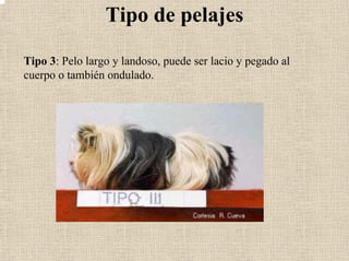 Tipo de pelajes
Tipo 3: Pelo largo y landoso, puede ser lacio y pegado al
cuerpo o también ondulado.
 