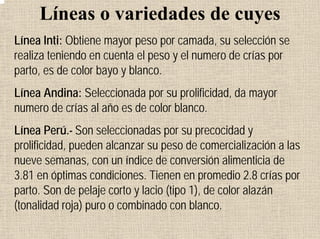 Líneas o variedades de cuyes
Línea Inti: Obtiene mayor peso por camada, su selección se
realiza teniendo en cuenta el peso y el numero de crías por
parto, es de color bayo y blanco.
Línea Andina: Seleccionada por su prolificidad, da mayor
numero de crías al año es de color blanco.
Línea Perú.- Son seleccionadas por su precocidad y
prolificidad, pueden alcanzar su peso de comercialización a las
nueve semanas, con un índice de conversión alimenticia de
3.81 en óptimas condiciones. Tienen en promedio 2.8 crías por
parto. Son de pelaje corto y lacio (tipo 1), de color alazán
(tonalidad roja) puro o combinado con blanco.
 