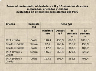 Pesos al nacimiento, al destete y a 8 y 13 semanas de cuyes
mejorados, cruzados y criollos
evaluados en diferentes ecosistemas del Perú
Cruces Ecosiste
ma
Peso (g)
Nacimie
nto
Destet
e 2
8
semana
s
13
semana
s
INIA x INIA Costa 148,4 458,9 860,8 1091,3
Criollo x Criollo Sierra 87,4 263,6 356,7 458,9
Criollo x Criollo Costa 117,6 268,4 383,3 483,7
INIA (Perú) x
Criollo
Sierra 146,5 260,4 429,6 626,2
INIA (Perú) x
Criollo
Costa 123,6 393,4 582,6 795,4
 