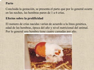 Parto
Concluida la gestación, se presenta el parto que por lo general ocurre
en las noches, las hembras paren de 1 a 6 crías.
Efectos sobre la prolificidad
El numero de crías nacidas varían de acuerdo a la línea genética,
edad de las hembras, época del año y nivel nutricional del animal.
Por lo general una hembra tiene cuatro camadas por año.
 