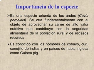Importancia de la especie
Es una especie oriunda de los andes (Cavia
porcellus). Se cría fundamentalmente con el
objeto de aprovechar su carne de alto valor
nutritivo que contribuye con la seguridad
alimentaría de la población rural y de escasos
recursos
Es conocido con los nombres de cobayo, curi,
conejillo de indias y en países de habla inglesa
como Guinea pig.
 