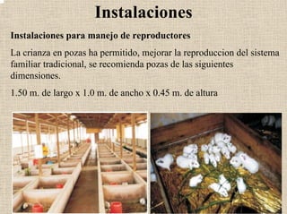 Instalaciones
Instalaciones para manejo de reproductores
La crianza en pozas ha permitido, mejorar la reproduccion del sistema
familiar tradicional, se recomienda pozas de las siguientes
dimensiones.
1.50 m. de largo x 1.0 m. de ancho x 0.45 m. de altura
 