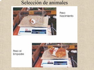 Selección de animales
 
