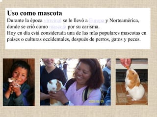 Uso como mascota
Durante la época virreinal Europase le llevó a y Norteamérica,
donde se crió como mascota por su carisma.
Hoy en día está considerada una de las más populares mascotas en
países o culturas occidentales, después de perros, gatos y peces.
 