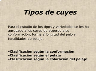 Tipos de cuyes
Para el estudio de los tipos y variedades se les ha
agrupado a los cuyes de acuerdo a su
conformación, forma y longitud del pelo y
tonalidades de pelaje.
•Clasificación según la conformación
•Clasificación según el pelaje
•Clasificación según la coloración del pelaje
 