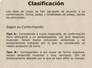 Clasificación
Los tipos de cuyes se han agrupado de acuerdo a su
conformación, forma, pelaje y tonalidades de pelaje, siendo
los principales:
Según su Conformación:
Tipo A.- Corresponde a cuyes mejorados, de conformación
física semejante a un paralelepípedo, con gran desarrollo
muscular, tienen buena conversión alimenticia y de
temperamento tranquilo por lo que es considerado un
clásico productor de carne.
Tipo B.- Corresponden a los cuyes de forma angulosa,
escaso desarrollo muscular y muy nerviosos. Son de
temperamento alterado por lo que se hace difícil su manejo.
 