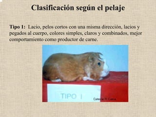 Clasificación según el pelaje
Tipo 1: Lacio, pelos cortos con una misma dirección, lacios y
pegados al cuerpo, colores simples, claros y combinados, mejor
comportamiento como productor de carne.
 