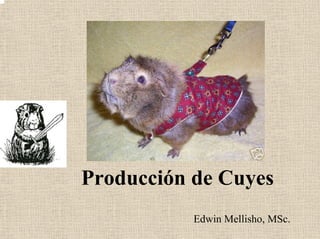 Producción de Cuyes
Edwin Mellisho, MSc.
 
