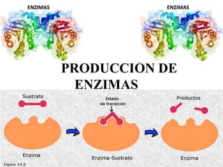 PRODUCCIÓN DE
ENZIMAS
 