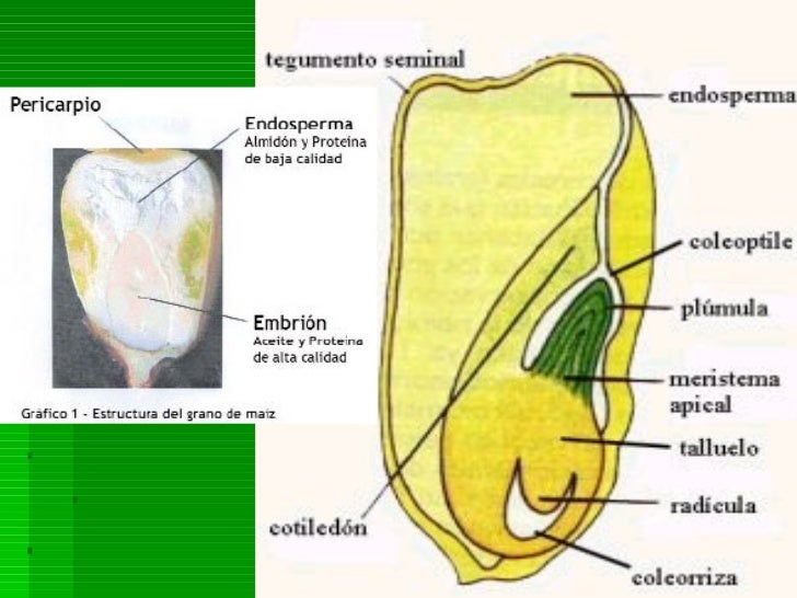 Produccion de maíz Produccion de maíz