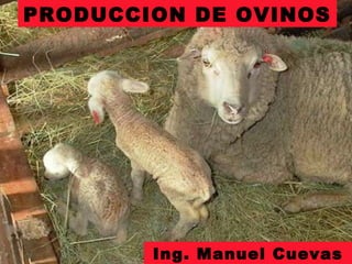 PRODUCCION DE OVINOS
Ing. Manuel Cuevas
 
