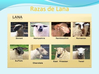 Razas de Lana
 