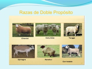 Razas de Doble Propósito
 