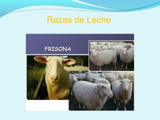 Razas de Leche
 