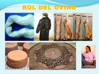 ROL DEL OVINO
 