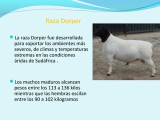 Raza Dorper
La raza Dorper fue desarrollada
para soportar los ambientes más
severos, de climas y temperaturas
extremas en las condiciones
áridas de Sudáfrica .
Los machos maduros alcanzan
pesos entre los 113 a 136 kilos
mientras que las hembras oscilan
entre los 90 a 102 kilogramos
 