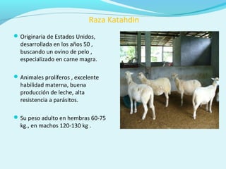Raza Katahdin
Originaria de Estados Unidos,
desarrollada en los años 50 ,
buscando un ovino de pelo ,
especializado en carne magra.
Animales prolíferos , excelente
habilidad materna, buena
producción de leche, alta
resistencia a parásitos.
Su peso adulto en hembras 60-75
kg., en machos 120-130 kg .
 