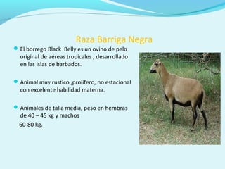 Raza Barriga Negra
El borrego Black Belly es un ovino de pelo
original de aéreas tropicales , desarrollado
en las islas de barbados.
Animal muy rustico ,prolifero, no estacional
con excelente habilidad materna.
Animales de talla media, peso en hembras
de 40 – 45 kg y machos
60-80 kg.
 