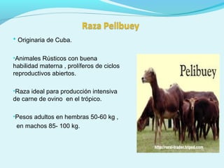 • Originaria de Cuba.
•Animales Rústicos con buena
habilidad materna , prolíferos de ciclos
reproductivos abiertos.
•Raza ideal para producción intensiva
de carne de ovino en el trópico.
•Pesos adultos en hembras 50-60 kg ,
en machos 85- 100 kg.
 