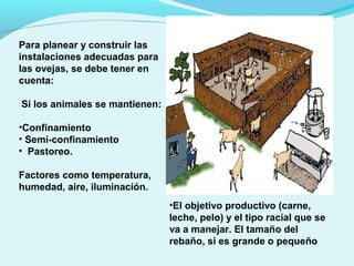 Para planear y construir las
instalaciones adecuadas para
las ovejas, se debe tener en
cuenta:
Si los animales se mantienen:
•Confinamiento
• Semi-confinamiento
• Pastoreo.
Factores como temperatura,
humedad, aire, iluminación.
•El objetivo productivo (carne,
leche, pelo) y el tipo racial que se
va a manejar. El tamaño del
rebaño, si es grande o pequeño.
 
