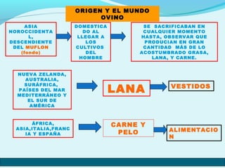 ORIGEN Y EL MUNDO
OVINO
ASIA
NOROCCIDENTA
L,
DESCENDIENTE
DEL MUFLON
(fondo)
DOMESTICA
DO AL
LLEGAR A
LOS
CULTIVOS
DEL
HOMBRE
SE SACRIFICABAN EN
CUALQUIER MOMENTO
HASTA, OBSERVAR QUE
PRODUCIAN EN GRAN
CANTIDAD MÁS DE LO
ACOSTUMBRADO GRASA,
LANA, Y CARNE.
NUEVA ZELANDA,
AUSTRALIA,
SURÁFRICA,
PAÍSES DEL MAR
MEDITERRÁNEO Y
EL SUR DE
AMÉRICA
LANA VESTIDOS
ÁFRICA,
ASIA,ITALIA,FRANC
IA Y ESPAÑA
CARNE Y
PELO ALIMENTACIO
N
 