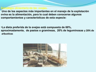 Estrategia alimentaria de las ovejas.
Uno de los aspectos más importantes en el manejo de la explotación
ovina es la alimentación, para lo cual deben conocerse algunos
comportamientos y características de esta especie:
•La dieta preferida de la ovejas está compuesta de 60%,
aproximadamente, de pastos o gramíneas, 20% de leguminosas y 20% de
arbustivas
 