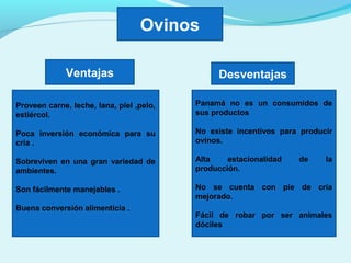 Ovinos
Ventajas Desventajas
Proveen carne, leche, lana, piel ,pelo,
estiércol.
Poca inversión económica para su
cría .
Sobreviven en una gran variedad de
ambientes.
Son fácilmente manejables .
Buena conversión alimenticia .
Panamá no es un consumidos de
sus productos
No existe incentivos para producir
ovinos.
Alta estacionalidad de la
producción.
No se cuenta con pie de cría
mejorado.
Fácil de robar por ser animales
dóciles
 