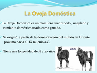 La Oveja Domestica es un mamífero cuadrúpedo , ungulado y
rumiante doméstico usado como ganado.
 Se originó a partir de la domesticación del muflón en Oriente
próximo hacia el IX milenio a.C.
 Tiene una longevidad de 18 a 20 años.
 