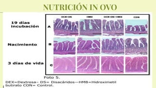 NUTRICIÓN IN OVO
Mercury is the closest planet
to the Sun and the smallest
one in the System
Mercury
Venus has a very beautiful
name and is the second
planet from the Sun
Venus
 