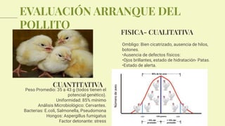 EVALUACIÓN ARRANQUE DEL
POLLITO
Ombligo: Bien cicatrizado, ausencia de hilos,
botones.
•Ausencia de defectos físicos:
•Ojos brillantes, estado de hidratación- Patas.
•Estado de alerta.
FISICA- CUALITATIVA
Peso Promedio: 35 a 43 g (todos tienen el
potencial genético).
Uniformidad: 85% mínimo
Análisis Microbiológico: Cervantes.
Bacterias: E.coli, Salmonella, Pseudomona
Hongos: Aspergillus fumigatus
Factor detonante: stress
CUANTITATIVA
 