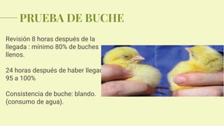 PRUEBA DE BUCHE
Revisión 8 horas después de la
llegada : mínimo 80% de buches
llenos.
24 horas después de haber llegado
95 a 100%
Consistencia de buche: blando.
(consumo de agua).
 