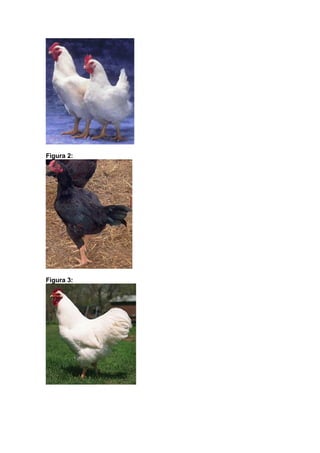 Figura 2:

Figura 3:

 