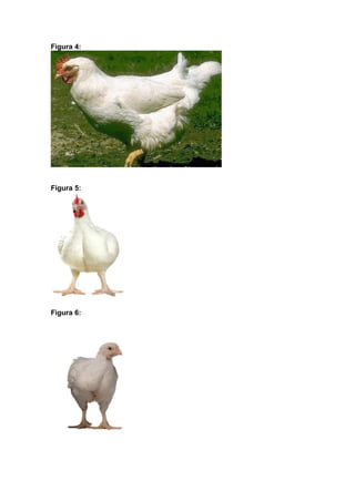 Figura 4:

Figura 5:

Figura 6:

 