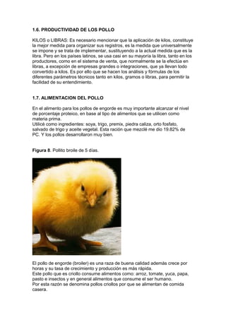 1.6. PRODUCTIVIDAD DE LOS POLLO
KILOS o LIBRAS: Es necesario mencionar que la aplicación de kilos, constituye
la mejor medida para organizar sus registros, es la medida que universalmente
se impone y se trata de implementar, sustituyendo a la actual medida que es la
libra. Pero en los países latinos, se usa casi en su mayoría la libra, tanto en los
productores, como en el sistema de venta, que normalmente se la efectúa en
libras, a excepción de empresas grandes o integraciones, que ya llevan todo
convertido a kilos. Es por ello que se hacen los análisis y fórmulas de los
diferentes parámetros técnicos tanto en kilos, gramos o libras, para permitir la
facilidad de su entendimiento.
1.7. ALIMENTACION DEL POLLO
En el alimento para los pollos de engorde es muy importante alcanzar el nivel
de porcentaje proteico, en base al tipo de alimentos que se utilicen como
materia prima.
Utilicé como ingredientes: soya, trigo, premix, piedra caliza, orto fosfato,
salvado de trigo y aceite vegetal. Esta ración que mezclé me dio 19.82% de
PC. Y los pollos desarrollaron muy bien.
Figura 8. Pollito broile de 5 días.

El pollo de engorde (broiler) es una raza de buena calidad además crece por
horas y su tasa de crecimiento y producción es más rápida.
Este pollo que es criollo consume alimentos como: arroz, tomate, yuca, papa,
pasto e insectos y en general alimentos que consume el ser humano.
Por esta razón se denomina pollos criollos por que se alimentan de comida
casera.

 