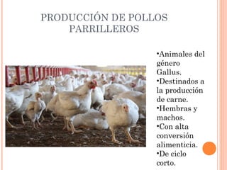 PRODUCCIÓN DE POLLOS
PARRILLEROS
•Animales del
género
Gallus.
•Destinados a
la producción
de carne.
•Hembras y
machos.
•Con alta
conversión
alimenticia.
•De ciclo
corto.
 