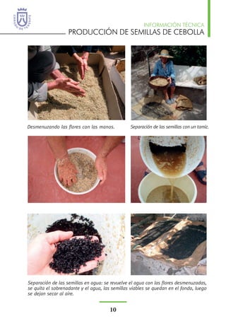 PRODUCCIÓN DE SEMILLAS DE CEBOLLA
INFORMACIÓN TÉCNICA
10
Desmenuzando las flores con las manos. Separación de las semillas con un tamiz.
Separación de las semillas en agua: se revuelve el agua con las flores desmenuzadas,
se quita el sobrenadante y el agua, las semillas viables se quedan en el fondo, luego
se dejan secar al aire.
 