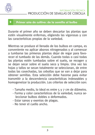 PRODUCCIÓN DE SEMILLAS DE CEBOLLA
INFORMACIÓN TÉCNICA
3
2 Primer año de cultivo: de la semilla al bulbo
Durante el primer año se deben descartar las plantas que
estén visualmente enfermas, eligiendo las vigorosas y con
las características propias de la variedad.
Mientras se produce el llenado de los bulbos en campo, es
conveniente no aplicar abonos nitrogenados y al comenzar
a tumbarse las primeras plantas dejar de regar para favo-
recer el tumbado de las demás. Cuando todas o casi todas
las plantas estén tumbadas sobre el suelo, se recogen y
se dejan secar sobre el suelo seco y limpio. Una vez las
hojas y tallos se secan totalmente se seleccionan, de entre
todas las cosechadas, las cebollas que se van a dejar para
obtener semillas. Esta selección debe hacerse para evitar
transmitir a la descendencia características indeseables y
homogeneizar la producción. Los criterios de selección son:
- Tamaño medio, lo ideal es entre 5 y 7 cm de diámetro.
- Forma y color característicos de la variedad, nunca se-
leccionar bulbos dobles o deformados.
- Estar sanos y exentos de plagas.
- No tener el cuello ancho.
	
 