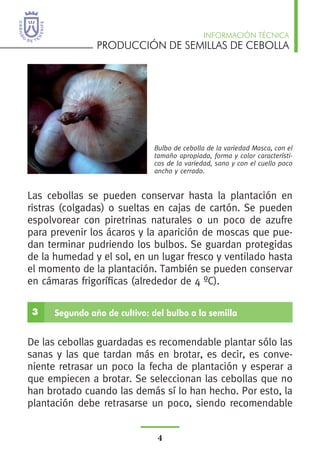 PRODUCCIÓN DE SEMILLAS DE CEBOLLA
INFORMACIÓN TÉCNICA
4
3 Segundo año de cultivo: del bulbo a la semilla
Las cebollas se pueden conservar hasta la plantación en
ristras (colgadas) o sueltas en cajas de cartón. Se pueden
espolvorear con piretrinas naturales o un poco de azufre
para prevenir los ácaros y la aparición de moscas que pue-
dan terminar pudriendo los bulbos. Se guardan protegidas
de la humedad y el sol, en un lugar fresco y ventilado hasta
el momento de la plantación. También se pueden conservar
en cámaras frigoríficas (alrededor de 4 ºC).
De las cebollas guardadas es recomendable plantar sólo las
sanas y las que tardan más en brotar, es decir, es conve-
niente retrasar un poco la fecha de plantación y esperar a
que empiecen a brotar. Se seleccionan las cebollas que no
han brotado cuando las demás sí lo han hecho. Por esto, la
plantación debe retrasarse un poco, siendo recomendable
Bulbo de cebolla de la variedad Masca, con el
tamaño apropiado, forma y color característi-
cos de la variedad, sano y con el cuello poco
ancho y cerrado.
 