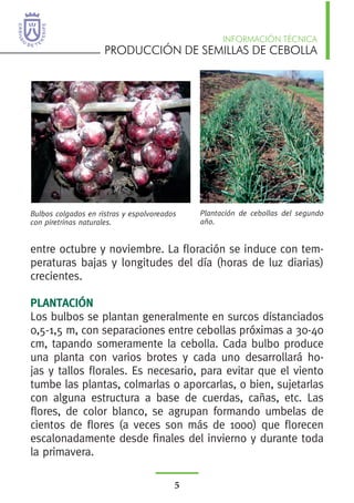 PRODUCCIÓN DE SEMILLAS DE CEBOLLA
INFORMACIÓN TÉCNICA
5
Bulbos colgados en ristras y espolvoreados
con piretrinas naturales.
entre octubre y noviembre. La floración se induce con tem-
peraturas bajas y longitudes del día (horas de luz diarias)
crecientes.
PLANTACIÓN
Los bulbos se plantan generalmente en surcos distanciados
0,5-1,5 m, con separaciones entre cebollas próximas a 30-40
cm, tapando someramente la cebolla. Cada bulbo produce
una planta con varios brotes y cada uno desarrollará ho-
jas y tallos florales. Es necesario, para evitar que el viento
tumbe las plantas, colmarlas o aporcarlas, o bien, sujetarlas
con alguna estructura a base de cuerdas, cañas, etc. Las
flores, de color blanco, se agrupan formando umbelas de
cientos de flores (a veces son más de 1000) que florecen
escalonadamente desde finales del invierno y durante toda
la primavera.
Plantación de cebollas del segundo
año.
 