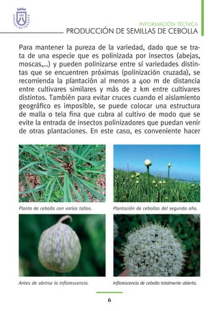 PRODUCCIÓN DE SEMILLAS DE CEBOLLA
INFORMACIÓN TÉCNICA
6
Para mantener la pureza de la variedad, dado que se tra-
ta de una especie que es polinizada por insectos (abejas,
moscas,…) y pueden polinizarse entre sí variedades distin-
tas que se encuentren próximas (polinización cruzada), se
recomienda la plantación al menos a 400 m de distancia
entre cultivares similares y más de 2 km entre cultivares
distintos. También para evitar cruces cuando el aislamiento
geográfico es imposible, se puede colocar una estructura
de malla o tela fina que cubra al cultivo de modo que se
evite la entrada de insectos polinizadores que puedan venir
de otras plantaciones. En este caso, es conveniente hacer
Planta de cebolla con varios tallos. Plantación de cebollas del segundo año.
Antes de abrirse la inflorescencia. Inflorescencia de cebolla totalmente abierta.
 