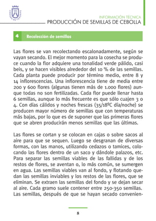 PRODUCCIÓN DE SEMILLAS DE CEBOLLA
INFORMACIÓN TÉCNICA
8
goteo al de aspersión.
Las flores se van recolectando escalonadamente, según se
vayan secando. El mejor momento para la cosecha se produ-
ce cuando la flor adquiere una tonalidad verde pálido, casi
beis, y se hacen visibles alrededor del 10 % de las semillas.
Cada planta puede producir por término medio, entre 8 y
14 inflorescencias. Una inflorescencia tiene de media entre
200 y 600 flores (algunas tienen más de 1.000 flores) aun-
que todas no son fertilizadas. Cada flor puede llenar hasta
6 semillas, aunque lo más frecuente es que sólo cuajen 3 o
4. Con días cálidos y noches frescas (35/18ºC día/noche) se
producen mayor número de semillas que con temperaturas
más bajas, por lo que es de suponer que las primeras flores
que se abren producirán menos semillas que las últimas.
Las flores se cortan y se colocan en cajas o sobre sacos al
aire para que se sequen. Luego se desgranan de diversas
formas, con las manos, utilizando cedazos o tamices, colo-
cando las flores dentro de un saco y dándole palazos, etc.
Para separar las semillas viables de las fallidas y de los
restos de flores, se aventan o, lo más común, se sumergen
en agua. Las semillas viables van al fondo, y flotando que-
dan las semillas inviables y los restos de las flores, que se
eliminan. Se extraen las semillas del fondo y se dejan secar
al aire. Cada gramo suele contener entre 250-350 semillas.
Las semillas, después de que se hayan secado convenien-
4 Recolección de semillas
 