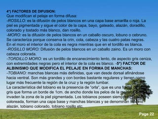 Produccion equina | PPTX