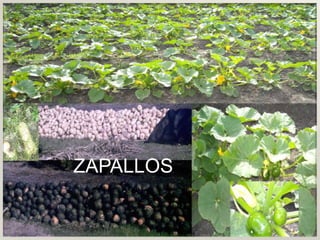 ZAPALLOS